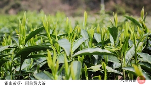 霍山黄大茶