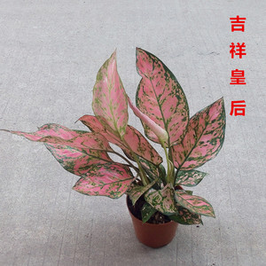 吉祥如意皇后粗勒草盆栽万年红分栽室内观叶植物可水培绿植含盆图片