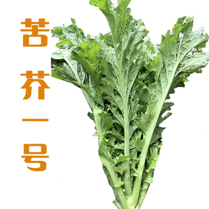苦芥1号种子|苦菜种子 叶用芥菜种子 云南苦菜种子 酸菜种子 10g