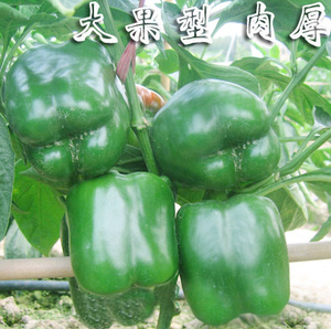 方甜3号甜椒种子|方形灯笼辣椒种子 深绿色抗病特大果肉厚高产