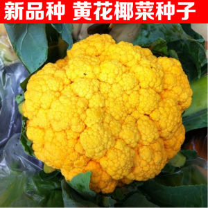 进口黄色有机菜花种子西兰花菜花椰菜种籽孑四季盆栽春秋蔬菜菜籽