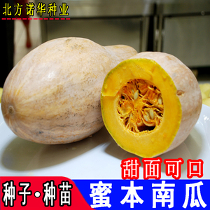 蜜本秘本甜面南瓜种子板栗甜栗狗头瓜大红黄南瓜籽四季播蔬菜种子