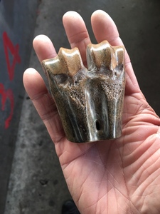 远古猛兽剑齿虎化石 冰川时代 猛犸牙时期化石文玩收藏工艺品