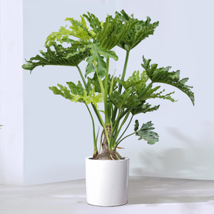 老桩龙鳞春羽绿植大盆栽办公室内客厅观叶植物吸甲醛好养网红盆景