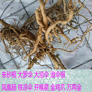 野生朱砂根浪伞根大罗伞大凉伞金鸡爪紫金牛凤凰肠中药材草药干品