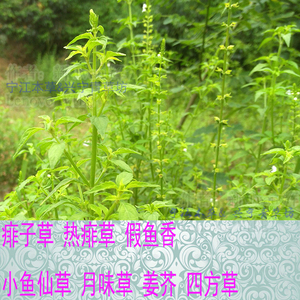 痱子草新鲜野生热痱草石荠苎苧小鱼仙草假鱼香四方草草药中药材