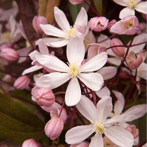 铁线莲苹果花