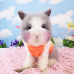 道奇凤眼盖脸猫猫兔活体灰白安哥拉长毛网红造型兔2--3月宿舍宠物