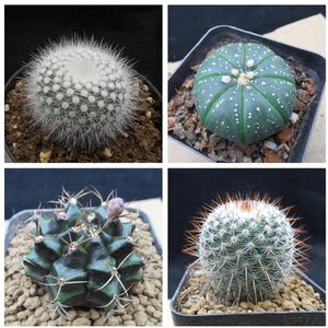n17 白玉兔|星兜|白小町|瑞云牡丹 小型少刺开花实生仙人球盆栽