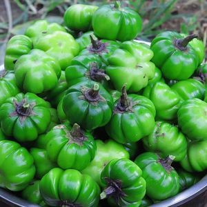 云南德宏傣族特色苦子果1斤新鲜苦味野生野味蔬菜苦子苦茄洋苦子