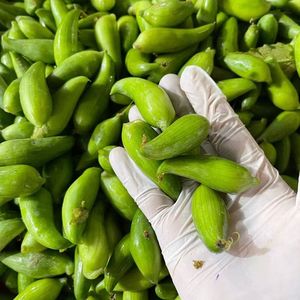 云南德宏特有蔬菜洋辣子小雀瓜新鲜辣子瓜小金瓜小角瓜500g