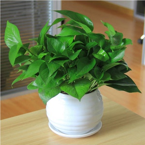 小绿萝吊兰植物办公室室内桌面盆栽观叶绿植净化空气吸甲醛重庆花