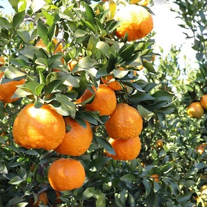 应季新鲜水果晚芦四川特产柑橘丑橘农产品岩溪椪柑橘子多汁现摘