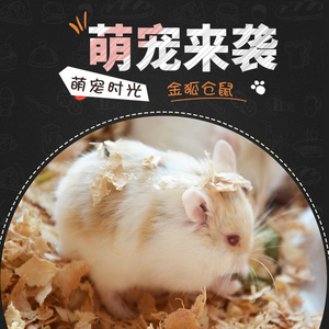 00tb1990141214淘宝一线仓鼠花仓金斑琥珀雪球稀有仓鼠侏儒鼠三线