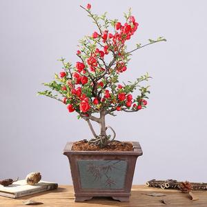 西府重瓣海棠日本海棠花带花庭院花期盆景老桩盆栽冠海棠室内长寿