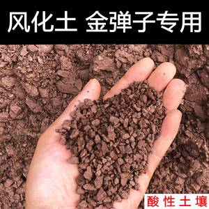 新品金弹子土专用土盆景土风化土赤玉土营养土盆栽土酸性红土壤种