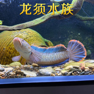 进口观赏鱼缅甸红边鳢野生半冷水蓝帆蜡彩雷龙鱼淡水小型蛇头鱼