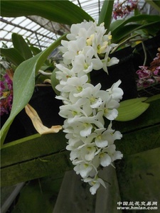 兰花白色秋季冬季客厅阳台 洋兰狐尾兰 安诺兰anot inneni
