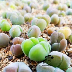 yim 多肉植物 无比玉 生石花 肉锥无比玉单头群生2cm