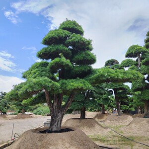 【造型罗汉松大树大型】造型罗汉松大树大型品牌,价格 - 阿里巴巴