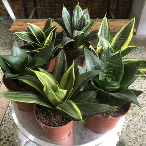 哈尼矮小品种室内净化空气吸甲醛绿植虎皮兰虎耳兰荷花兰植物花卉