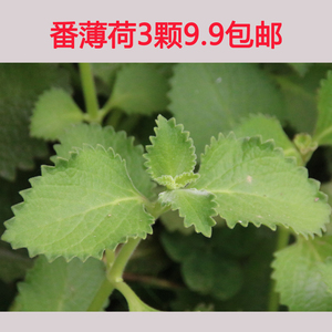 到手香碰碰香左手香番薄荷洋薄荷藿香排香草一抹香苗盆栽延命草