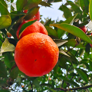 大红袍橘子水果