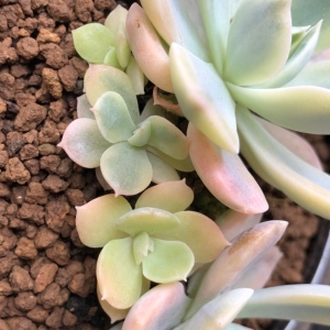 鲁氏锦多肉
