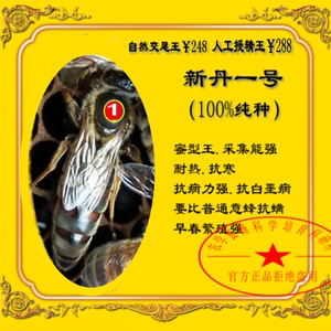 新丹一号丹1号蜜蜂意蜂王蜜蜂种王正松品新丹意蜂生产王官方正品