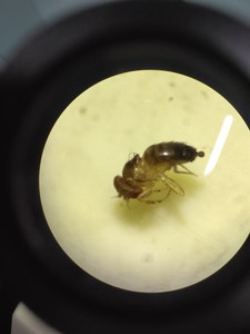 小果蝇杯大果蝇杯大残翅果蝇杯螳螂蜘蛛树蛙守宫活体饲料包