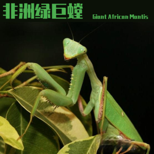 绿巨螳螂 sv 活体宠物非洲绿巨昆虫活体昆虫爬虫爬宠绿巨螳