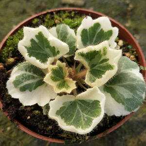 日本山野草花叶虎耳草姬雪之下虎耳变异七变化御所车雨林造景微景