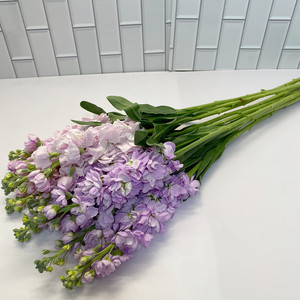 浓香多色 紫罗兰鲜切花 diy花艺插花 清新优雅 家用水养 同城速递