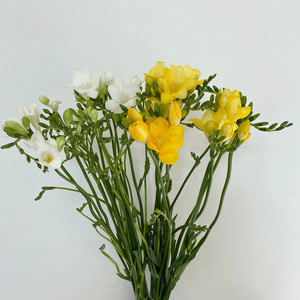 清新系列 小苍兰鲜花 一扎10枝 香味香雪兰 家用水养水瓶插花开花