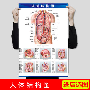 新版养生馆人体解剖挂图内脏器官结构图医学系统示意图海报医院