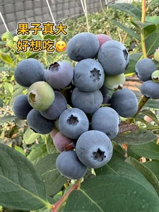 蓝莓果树苗阳台盆栽地栽南北方种植绿宝石薄雾云雀当年结果蓝莓树