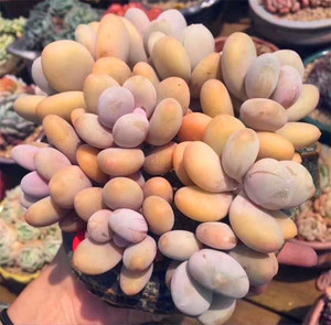奶油公主多肉植物 美人奶酪群生老桩贵货亚美 蛋黄奶酪肉肉盆栽花