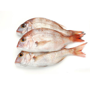 野生海鲜加吉鱼新鲜刺身鲜活鲷鱼斑加吉加真鲷铜盆鱼1斤1条深海鱼
