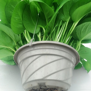 绿楼绿萝绿箩绿杭碧罗室内花植物吊篮悬挂自带吸水盆免邮