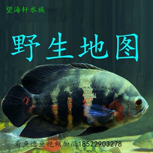 野生纳内地图鱼巴西野图鱼元宝七星奥图花猪奥图红尾地图鱼热带鱼