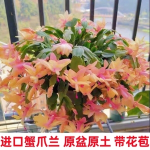 【带花苞】蟹爪兰花苗盆栽四季开花阳台花卉进口新品植物重瓣大花