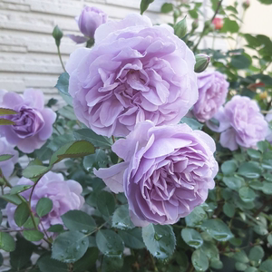 时间海花卉蓝色阴雨淡紫色日本庭院地栽藤本植物阳台盆栽苗月季