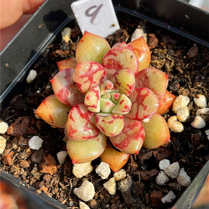 60tb4180371824淘宝雪燕多肉一物一拍 回声多肉植物盆栽花卉阳台