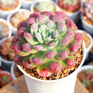 雨滴群生老桩多肉植物花卉绿植防辐射 一物一拍【肉丝多肉】52