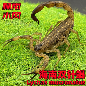 海南双针蝎 5厘米左右成体新手宠物蝎子活体雨林蝎国产经典送套装