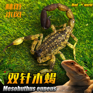 海南双针蝎 5厘米左右成体新手宠物蝎子活体雨林蝎国产经典送套装