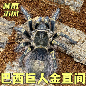巴西巨人金直间3-15厘米活体宠物蜘蛛 温顺宠物蜘蛛地栖蜘蛛