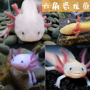 包活六角恐龙鱼可产卵蝾螈活物冷水淡水鱼好养耐活金鱼锦鲤观赏鱼