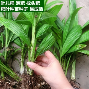 小林淘品粑叶种苗种子四川乐山特产犍为叶儿粑泡粑枕头粑船叶包邮