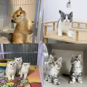 香港纯种金渐层猫英短小奶猫幼猫缅因猫纯种布偶宠物猫好养活物